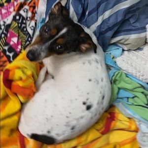 Meet your Posher, Daisy